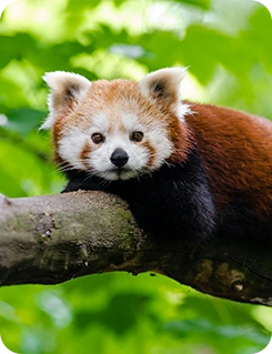 UMIDIGI Note 100x 5G